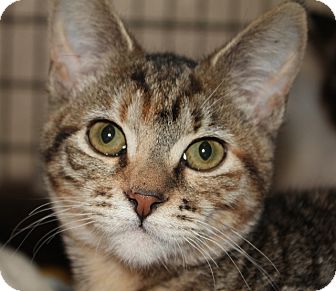 Domestic Shorthair Kitten for Sale in Grants Pass, Oregon - Maggie Domestic Shorthair Kitten for Sale in Grants Pass, Oregon - Maggie