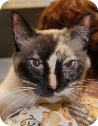 Domestic Shorthair Cat for Sale in Sacramento, California - Shay Domestic Shorthair Cat for Sale in Sacramento, California - Shay