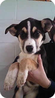 Husky/Bernese Mountain Dog Mix Puppy for Sale in Oviedo, Florida - Cari Husky/Bernese Mountain Dog Mix Puppy for Sale in Oviedo, Florida - Cari