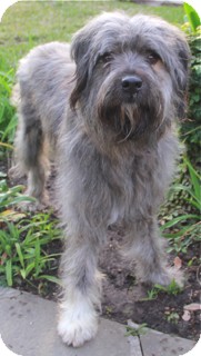 Bearded Collie Mix Dog for Sale in Norwalk, Connecticut - Eddie Bearded Collie Mix Dog for Sale in Norwalk, Connecticut - Eddie