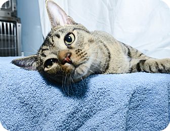 Domestic Shorthair Cat for Sale in New York, New York - Santino Domestic Shorthair Cat for Sale in New York, New York - Santino