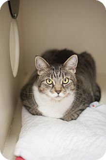 Domestic Shorthair Cat for Sale in Chicago, Illinois - Bailey Domestic Shorthair Cat for Sale in Chicago, Illinois - Bailey