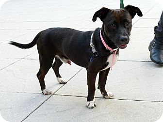 Labrador Retriever/Dachshund Mix Dog for Sale in New York, New York - Clyde Labrador Retriever/Dachshund Mix Dog for Sale in New York, New York - Clyde