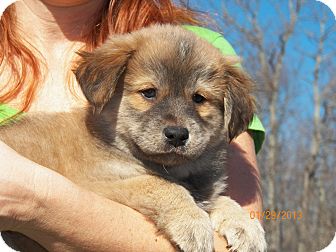 Labrador Retriever/Husky Mix Puppy for Sale in Sussex, New Jersey - Charise Labrador Retriever/Husky Mix Puppy for Sale in Sussex, New Jersey - Charise