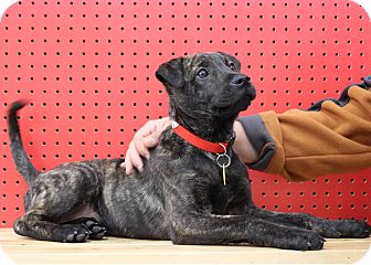 Shepherd (Unknown Type) Mix Puppy for Sale in Westminster, Colorado - Rizzo Shepherd (Unknown Type) Mix Puppy for Sale in Westminster, Colorado - Rizzo