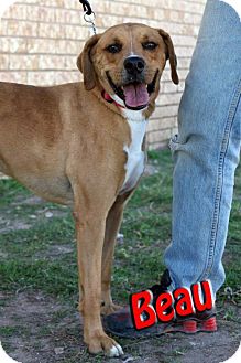 Boxer Mix Dog for Sale in Midland, Texas - Beau Boxer Mix Dog for Sale in Midland, Texas - Beau