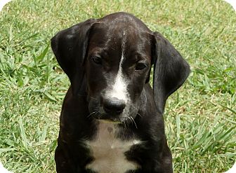 Labrador Retriever/Great Dane Mix Puppy for Sale in Glastonbury, Connecticut - Smedley Labrador Retriever/Great Dane Mix Puppy for Sale in Glastonbury, Connecticut - Smedley