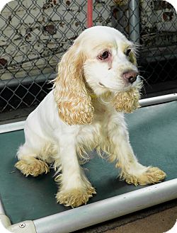 Cocker Spaniel Dog for Sale in New York, New York - LuLu Cocker Spaniel Dog for Sale in New York, New York - LuLu