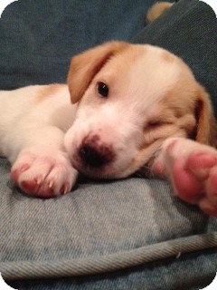 Golden Retriever/Labrador Retriever Mix Puppy for Sale in Marietta, Georgia - Hermonine Golden Retriever/Labrador Retriever Mix Puppy for Sale in Marietta, Georgia - Hermonine
