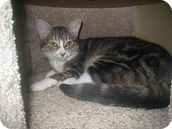 Domestic Shorthair Cat for Sale in West Dundee, Illinois - Razzi Domestic Shorthair Cat for Sale in West Dundee, Illinois - Razzi