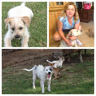 Terrier (Unknown Type, Medium)/Jack Russell Terrier Mix Dog for Sale in Brea, California - May Terrier (Unknown Type, Medium)/Jack Russell Terrier Mix Dog for Sale in Brea, California - May