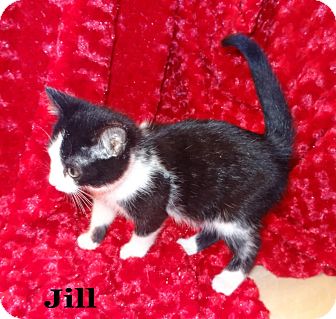 Domestic Shorthair Kitten for Sale in Bentonville, Arkansas - Jill Domestic Shorthair Kitten for Sale in Bentonville, Arkansas - Jill