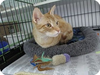 Domestic Shorthair Cat for Sale in Oceanside, New York - Dora Domestic Shorthair Cat for Sale in Oceanside, New York - Dora