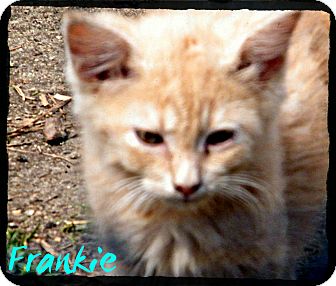 Domestic Shorthair Kitten for Sale in Anywhere, Connecticut - Frankie Domestic Shorthair Kitten for Sale in Anywhere, Connecticut - Frankie