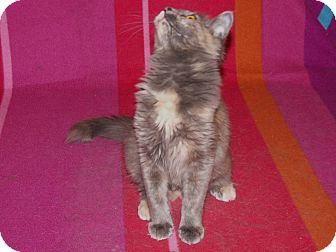 Domestic Longhair Kitten for Sale in Scottsdale, Arizona - Liberty Domestic Longhair Kitten for Sale in Scottsdale, Arizona - Liberty