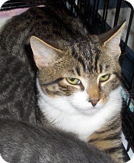 Domestic Shorthair Cat for Sale in Richmond, Virginia - Bonnie Domestic Shorthair Cat for Sale in Richmond, Virginia - Bonnie