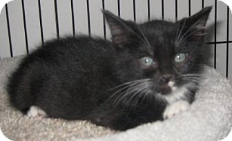 American Shorthair Kitten for Sale in Dallas area, Texas - Tazz American Shorthair Kitten for Sale in Dallas area, Texas - Tazz