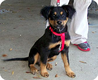 Australian Shepherd Mix Puppy for Sale in Sherman, Connecticut - Stephie Betty's Pup Australian Shepherd Mix Puppy for Sale in Sherman, Connecticut - Stephie Betty's Pup