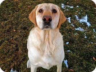 Labrador Retriever Mix Dog for Sale in Meridian, Idaho - Charlie Labrador Retriever Mix Dog for Sale in Meridian, Idaho - Charlie