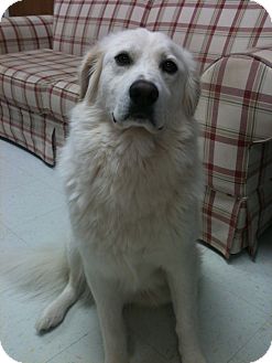 Great Pyrenees Mix Dog for Sale in Manchester, Connecticut - Wrigley ADOPTION PENDING Great Pyrenees Mix Dog for Sale in Manchester, Connecticut - Wrigley ADOPTION PENDING