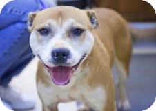 Staffordshire Bull Terrier Mix Dog for Sale in Loudonville, New York - Polly Staffordshire Bull Terrier Mix Dog for Sale in Loudonville, New York - Polly