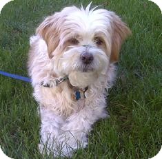 Lhasa Apso/Terrier (Unknown Type, Small) Mix Dog for Sale in Medford, Massachusetts - Bruiser - Courtesy Post Lhasa Apso/Terrier (Unknown Type, Small) Mix Dog for Sale in Medford, Massachusetts - Bruiser - Courtesy Post