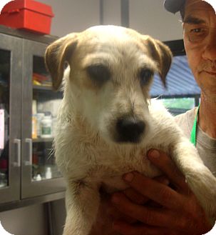 Jack Russell Terrier Puppy for Sale in hagerstown, Maryland - Fashion Jack Russell Terrier Puppy for Sale in hagerstown, Maryland - Fashion