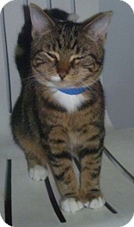 Domestic Shorthair Cat for Sale in Hamburg, New York - Joseph J. Domestic Shorthair Cat for Sale in Hamburg, New York - Joseph J.