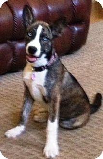 Husky/German Shepherd Dog Mix Puppy for Sale in Gilbert, Arizona - Athena Husky/German Shepherd Dog Mix Puppy for Sale in Gilbert, Arizona - Athena