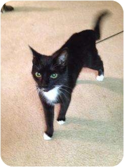 Domestic Shorthair Cat for Sale in Mobile, Alabama - Oreo Domestic Shorthair Cat for Sale in Mobile, Alabama - Oreo