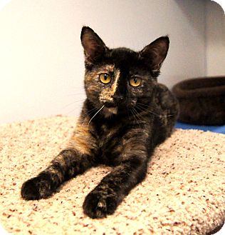 Domestic Shorthair Kitten for Sale in Colorado Springs, Colorado - Ember Domestic Shorthair Kitten for Sale in Colorado Springs, Colorado - Ember