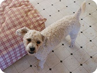 Poodle (Miniature) Mix Dog for Sale in Chandler, Arizona - Pepe Poodle (Miniature) Mix Dog for Sale in Chandler, Arizona - Pepe