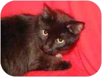 Maine Coon Cat for Sale in Germantown, Maryland - MOOKIE Maine Coon Cat for Sale in Germantown, Maryland - MOOKIE