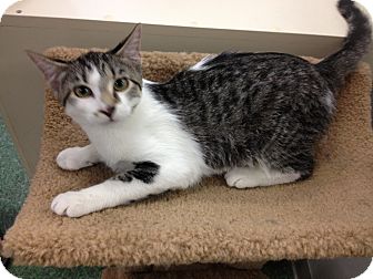 Domestic Shorthair Kitten for Sale in Mesa, Arizona - Buddy Domestic Shorthair Kitten for Sale in Mesa, Arizona - Buddy