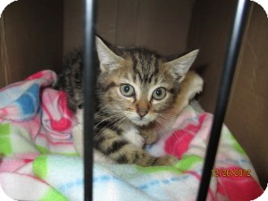 Domestic Shorthair Kitten for Sale in Oceanside, New York - Jo Jo Domestic Shorthair Kitten for Sale in Oceanside, New York - Jo Jo