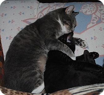 American Shorthair Kitten for Sale in Waxhaw, North Carolina - Marlie American Shorthair Kitten for Sale in Waxhaw, North Carolina - Marlie