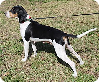 Hound (Unknown Type)/Treeing Walker Coonhound Mix Dog for Sale in Oldsmar, Florida - JONI Hound (Unknown Type)/Treeing Walker Coonhound Mix Dog for Sale in Oldsmar, Florida - JONI