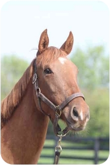 Thoroughbred Mix for Sale in Nicholasville, Kentucky - ME Thoroughbred Mix for Sale in Nicholasville, Kentucky - ME
