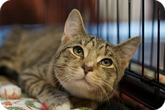 Domestic Shorthair Kitten for Sale in New York, New York - Serina and Sierra Domestic Shorthair Kitten for Sale in New York, New York - Serina and Sierra