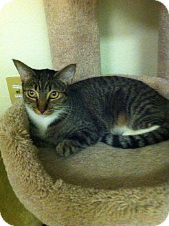 Domestic Shorthair Cat for Sale in Fountain Hills, Arizona - HANNA Domestic Shorthair Cat for Sale in Fountain Hills, Arizona - HANNA