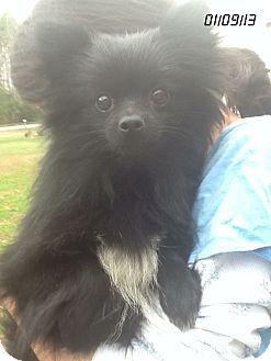 Pomeranian Dog for Sale in Springfield, Virginia - Gracie!! Pomeranian Dog for Sale in Springfield, Virginia - Gracie!!
