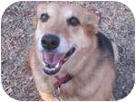 German Shepherd Dog Mix Dog for Sale in Sherman, Connecticut - Nick German Shepherd Dog Mix Dog for Sale in Sherman, Connecticut - Nick