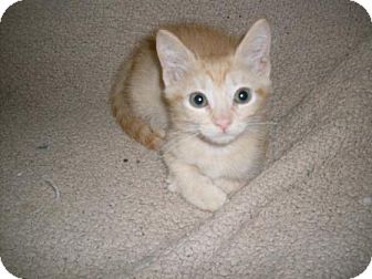 Domestic Shorthair Kitten for Sale in Kirkwood, Delaware - Dande Domestic Shorthair Kitten for Sale in Kirkwood, Delaware - Dande