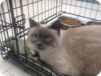Siamese Cat for Sale in Greenville, South Carolina - Luna Siamese Cat for Sale in Greenville, South Carolina - Luna