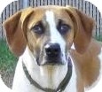 Foxhound/Beagle Mix Dog for Sale in Lincolnton, North Carolina - Bandit Foxhound/Beagle Mix Dog for Sale in Lincolnton, North Carolina - Bandit