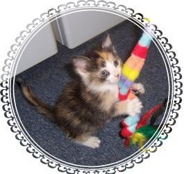 Calico Kitten for Sale in South Plainfield, New Jersey - Sweet Pea! Calico Kitten for Sale in South Plainfield, New Jersey - Sweet Pea!