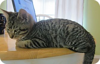 Domestic Shorthair Kitten for Sale in Bunnell, Florida - Brutus Domestic Shorthair Kitten for Sale in Bunnell, Florida - Brutus