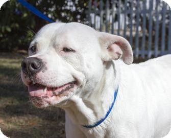 Pit Bull Terrier/American Bulldog Mix Dog for Sale in Gainesville, Florida - Bjorn Pit Bull Terrier/American Bulldog Mix Dog for Sale in Gainesville, Florida - Bjorn
