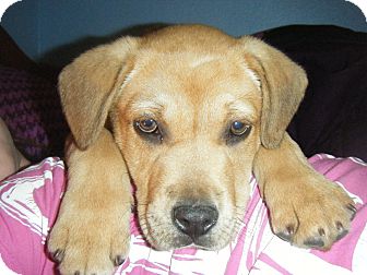 Shepherd (Unknown Type)/Labrador Retriever Mix Puppy for Sale in Oldsmar, Florida - Rex Shepherd (Unknown Type)/Labrador Retriever Mix Puppy for Sale in Oldsmar, Florida - Rex