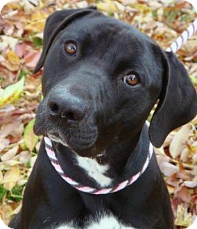 Labrador Retriever Mix Dog for Sale in Red Bluff, California - Baily Labrador Retriever Mix Dog for Sale in Red Bluff, California - Baily